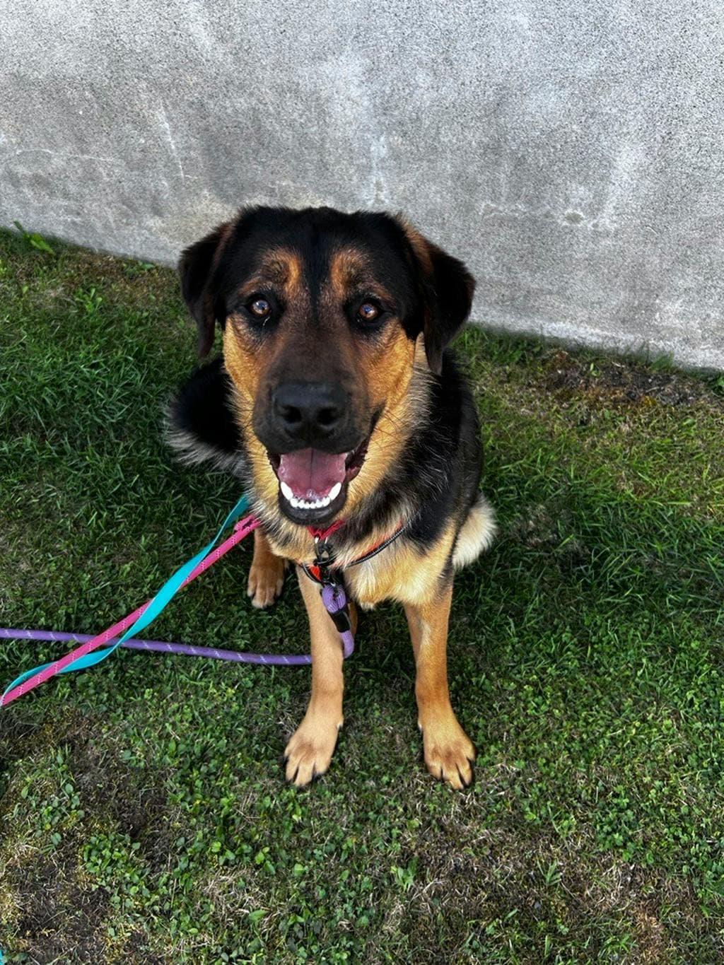 Brigade - German Shepherd available for adoption in Calgary