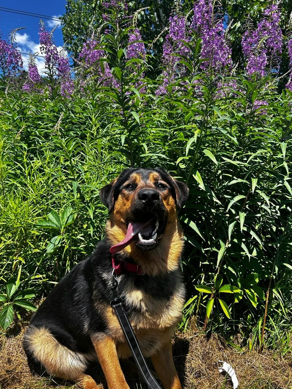 Brigade - German Shepherd available for adoption