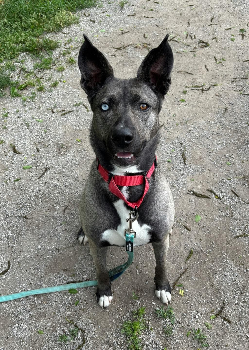 Daisy - Husky Mixed available for adoption at Ontario SPCA (Central Ontario) in Toronto