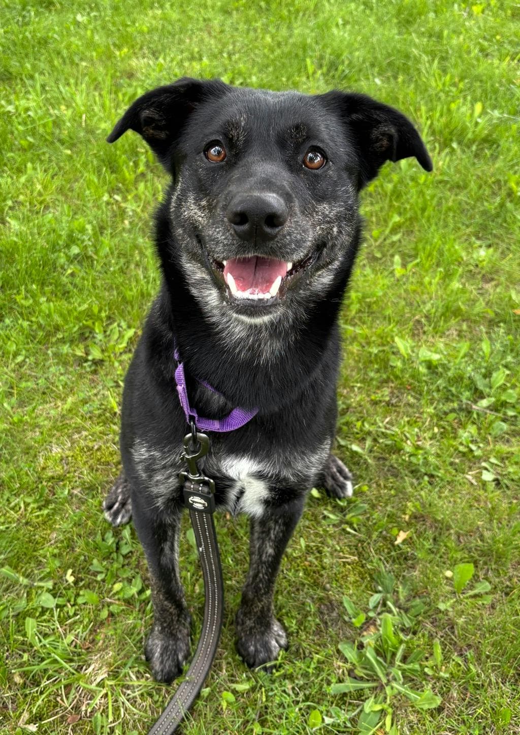 Birdie - Alaskan Husky available for adoption at Ontario SPCA (Central Ontario) in Toronto