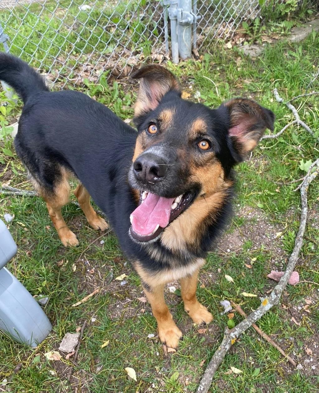 Bourbon - German Shepherd available for adoption at Ontario SPCA (Central Ontario) in Toronto