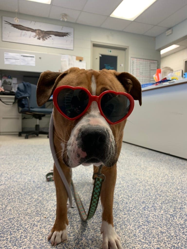 Gemma - Boxer available for adoption at Ontario SPCA (Central Ontario) in Toronto