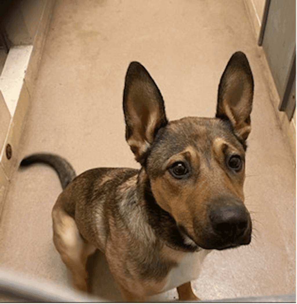 Alfie - German Shepherd available for adoption at Ontario SPCA (Central Ontario) in Toronto