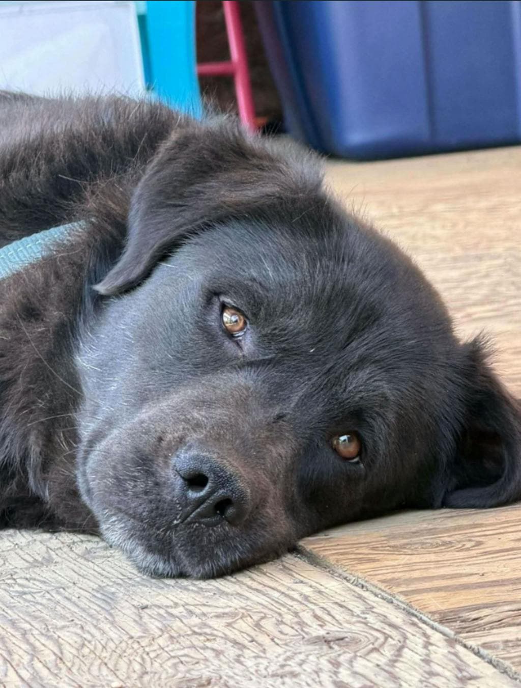 Scooter - Labrador Retriever available for adoption at Ontario SPCA (Central Ontario) in Toronto