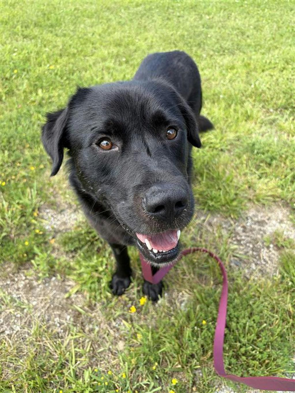 Scooter - Labrador Retriever available for adoption