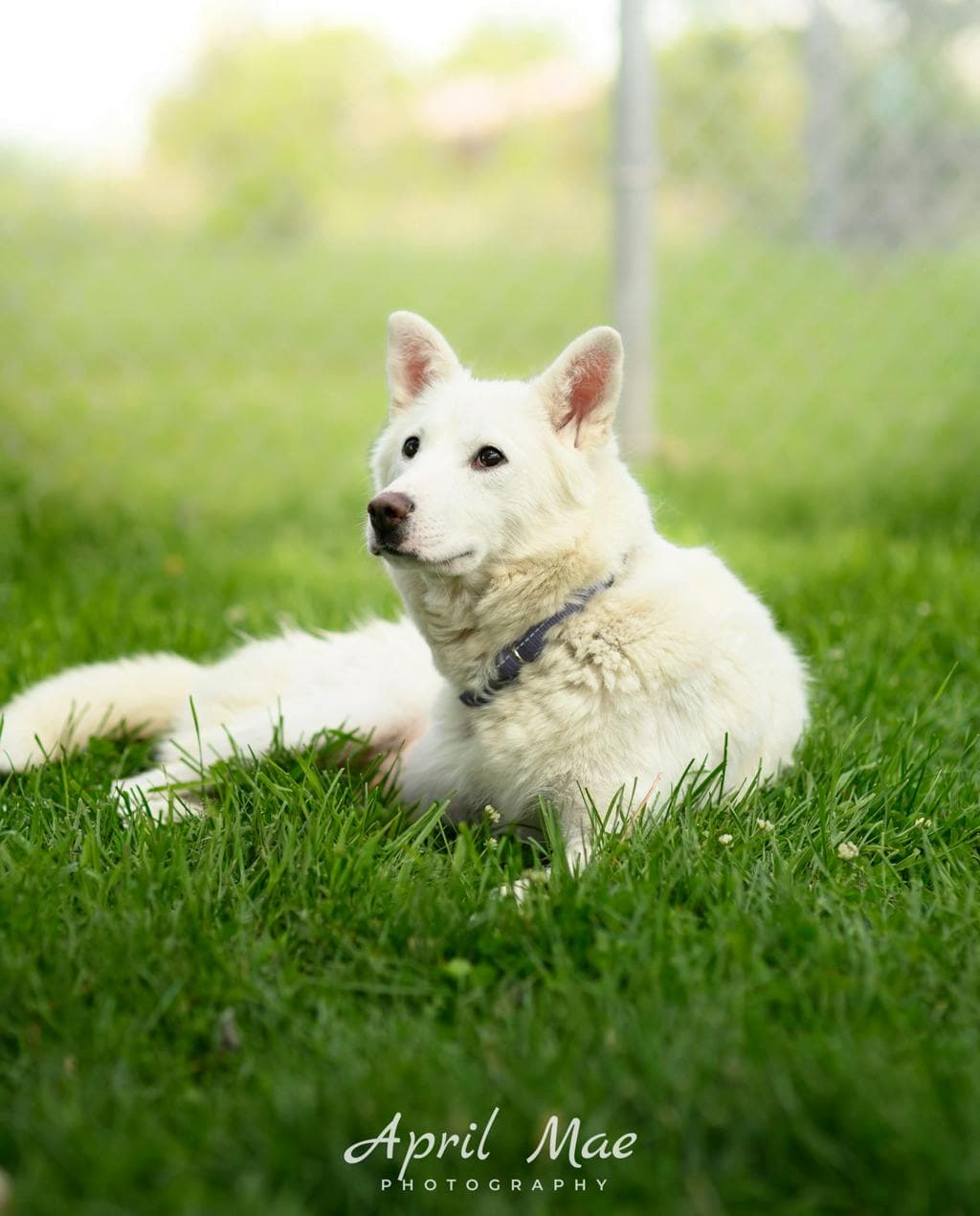 Snowball - Husky Mixed available for adoption