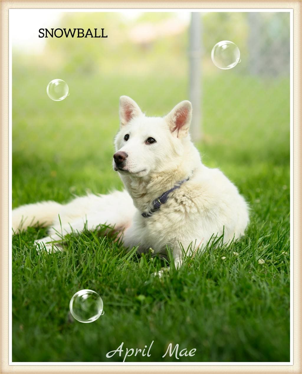 Snowball - Husky Mixed available for adoption at Ontario SPCA (Central Ontario) in Toronto
