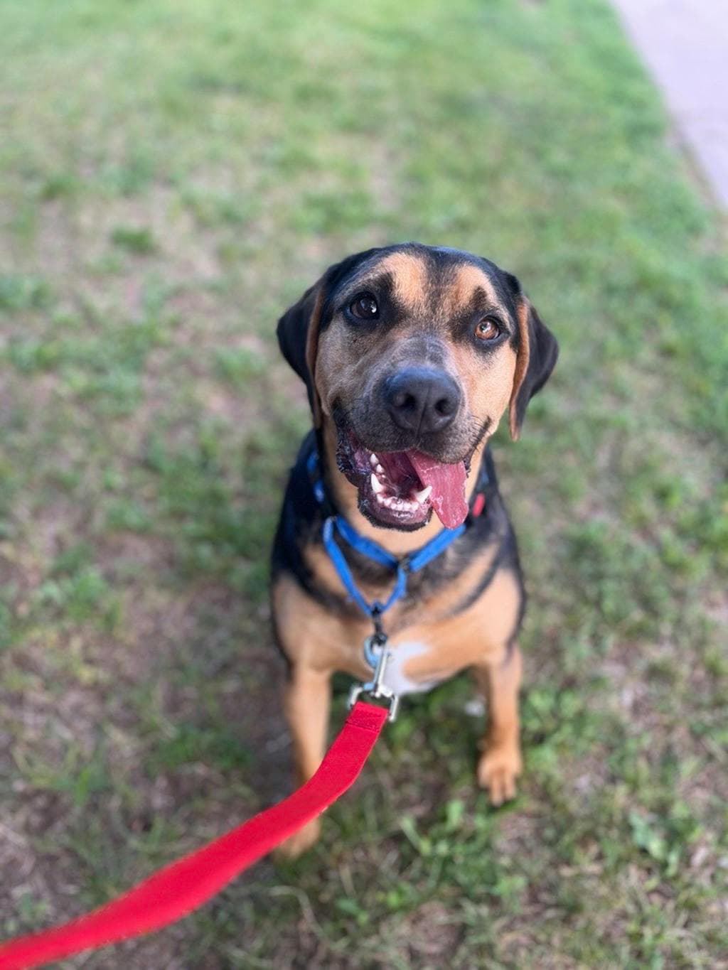 Henry - Catahoula Leopard dog available for adoption at Ontario SPCA (Central Ontario) in Toronto