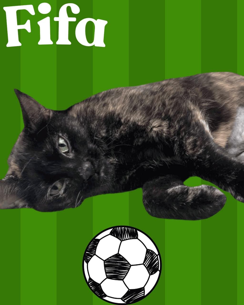 Fifa - Domestic Short Hair cat available for adoption at Ontario SPCA & Humane Society in Barrie