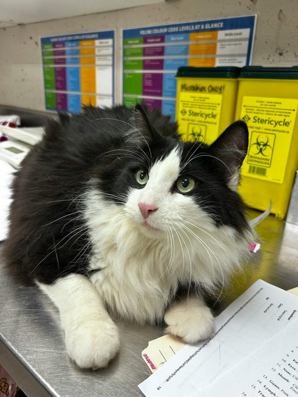 Luigi - Domestic Longhair cat available for adoption at Ontario SPCA & Humane Society in Sudbury