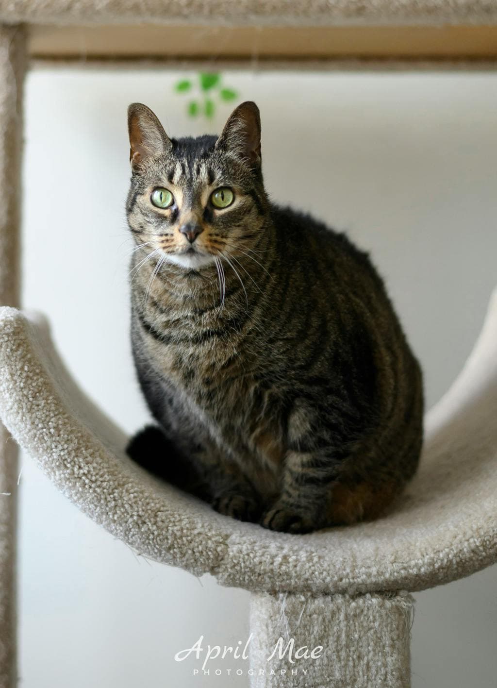 Harlow - Domestic Short Hair cat available for adoption at Ontario SPCA & Humane Society in Orangeville