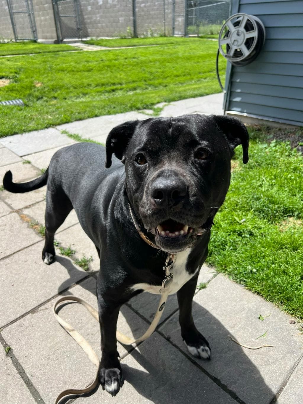 Dudley - Mixed Breed, Large (over 44 lbs fully grown) available for adoption at Ontario SPCA (Toronto Area) in Toronto