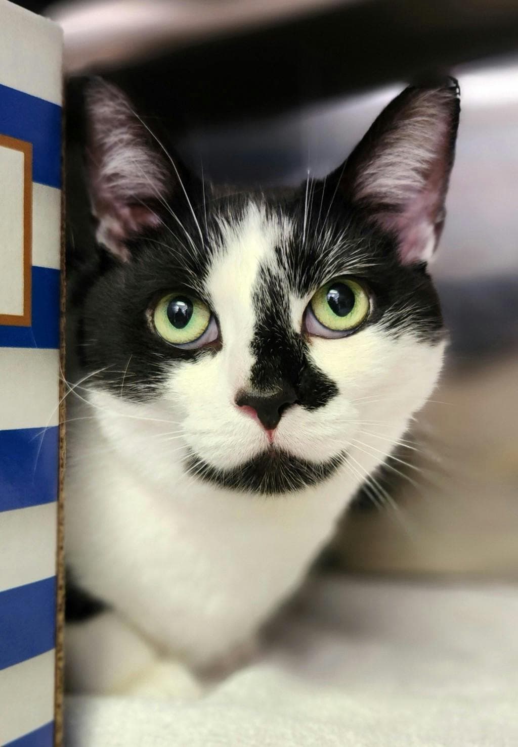 Crunch(petsmart) - Domestic Short Hair cat available for adoption at Ontario SPCA (Ottawa Area) in Ottawa