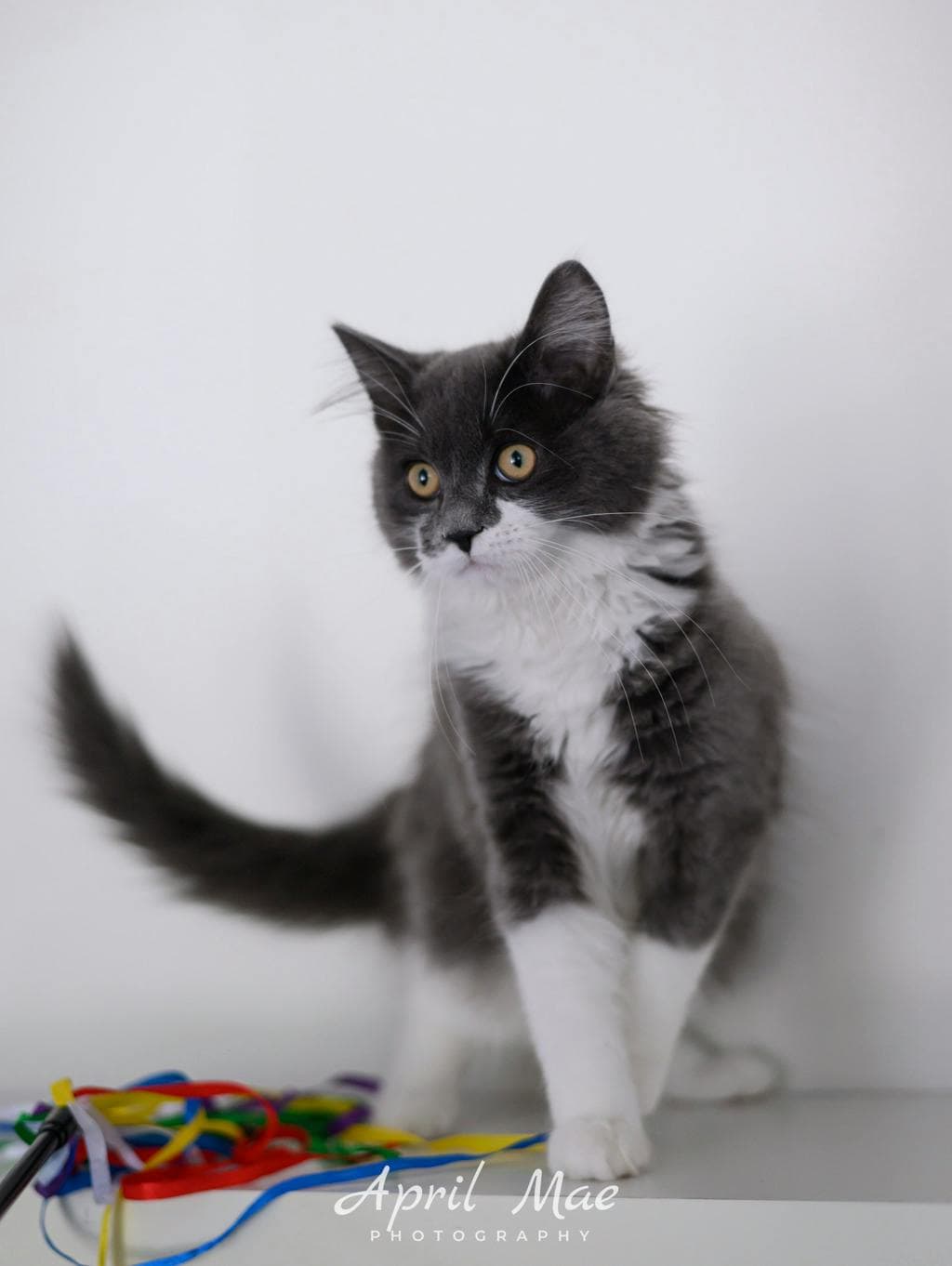Opossum-Petsmart - Domestic Longhair cat available for adoption at Ontario SPCA & Humane Society in Orangeville