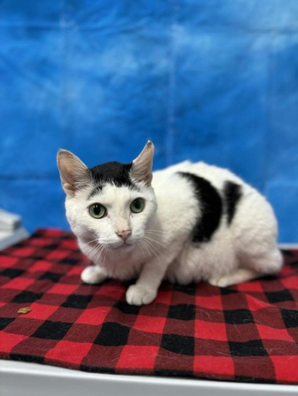 Bixi - Domestic Short Hair cat available for adoption at Ontario SPCA & Humane Society in Napanee
