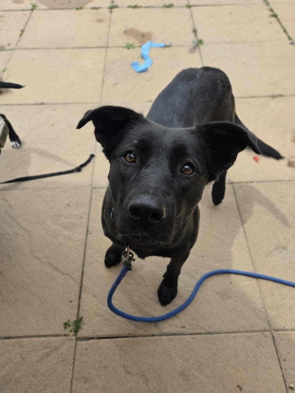 Angelina - Labrador available for adoption at Ontario SPCA (Toronto Area) in Toronto