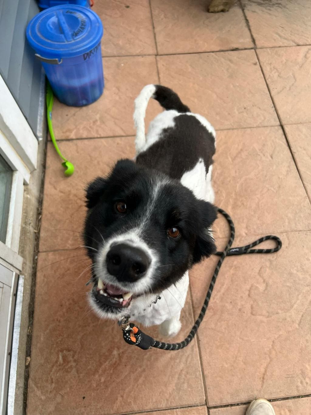 Oreo - Border Collie available for adoption at Ontario SPCA (Toronto Area) in Toronto