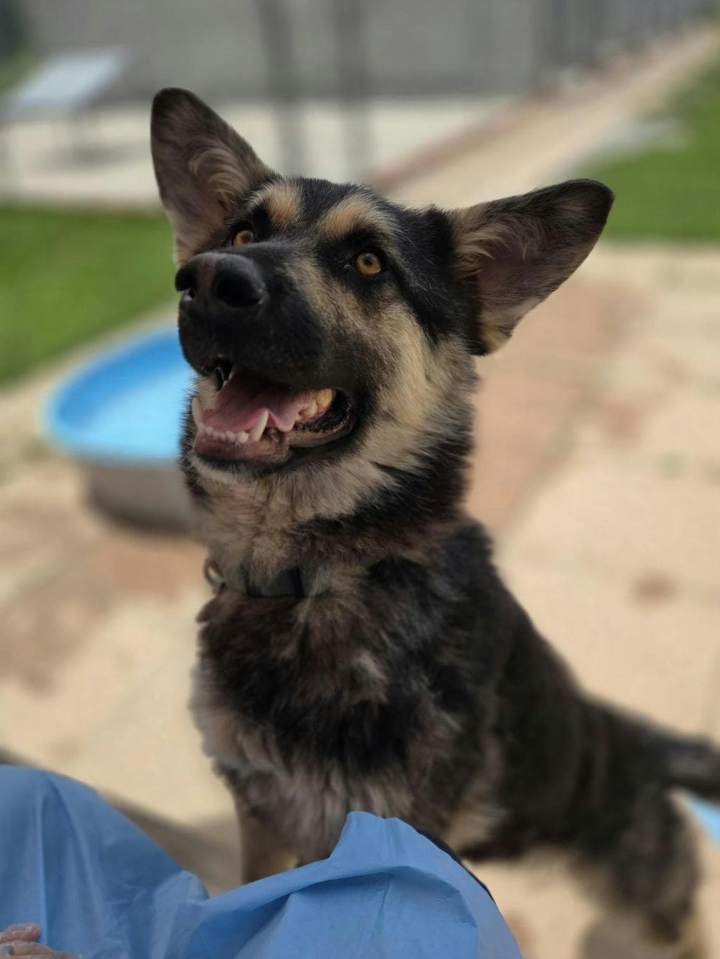 Alfredo - Shepherd available for adoption at Ontario SPCA (Toronto Area) in Toronto