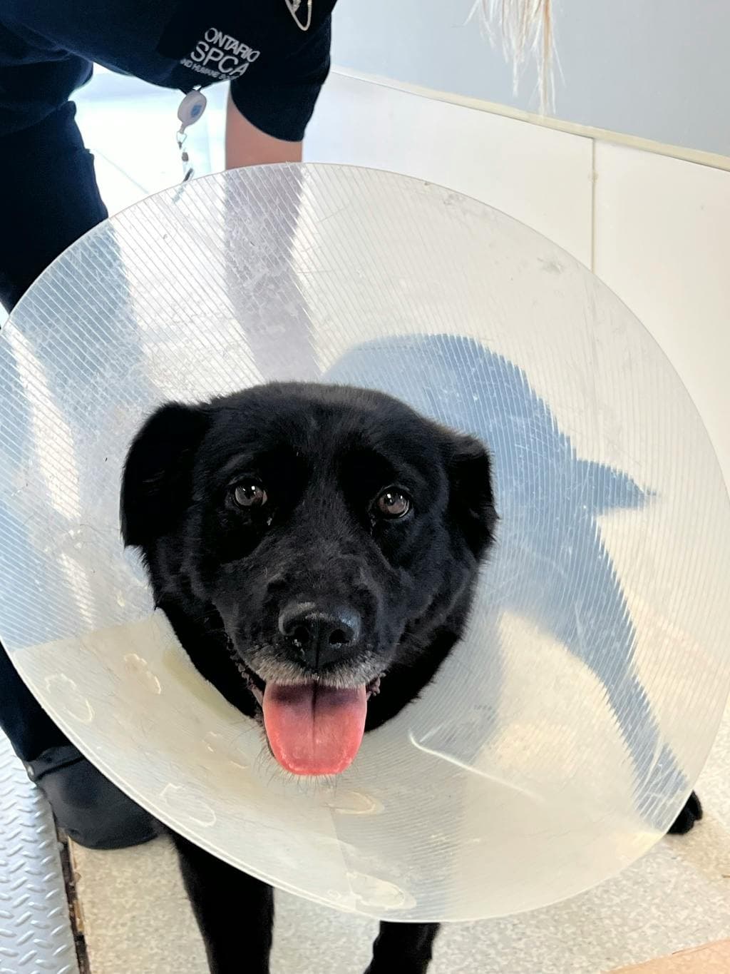 Grandma - Labrador Retriever available for adoption at Ontario SPCA (Toronto Area) in Toronto
