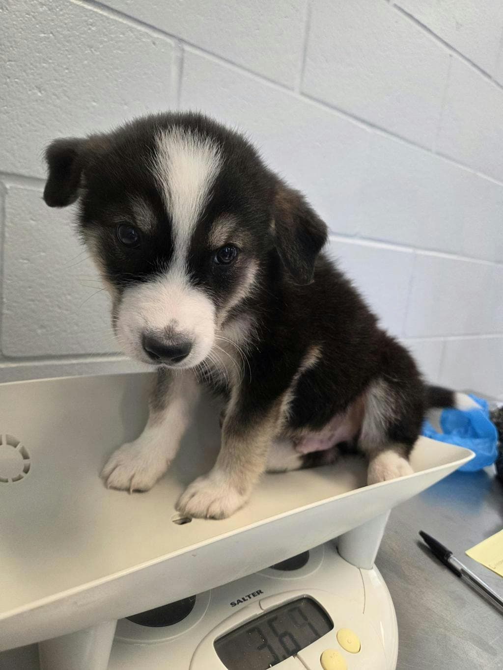 Honey Custard - Alaskan Husky available for adoption