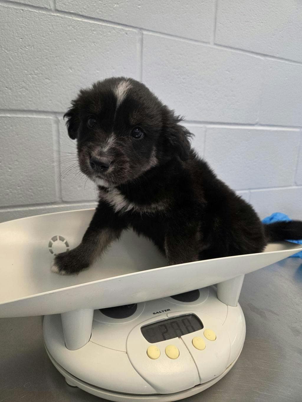 Golden Delicious - Alaskan Husky available for adoption
