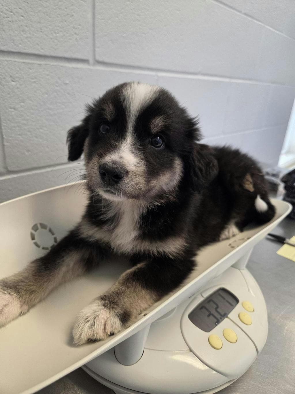 Queenie Bombastic - Husky Mixed available for adoption