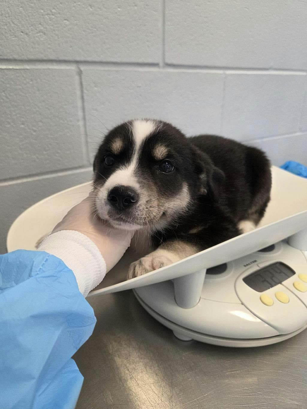 Golden Love - Alaskan Husky available for adoption