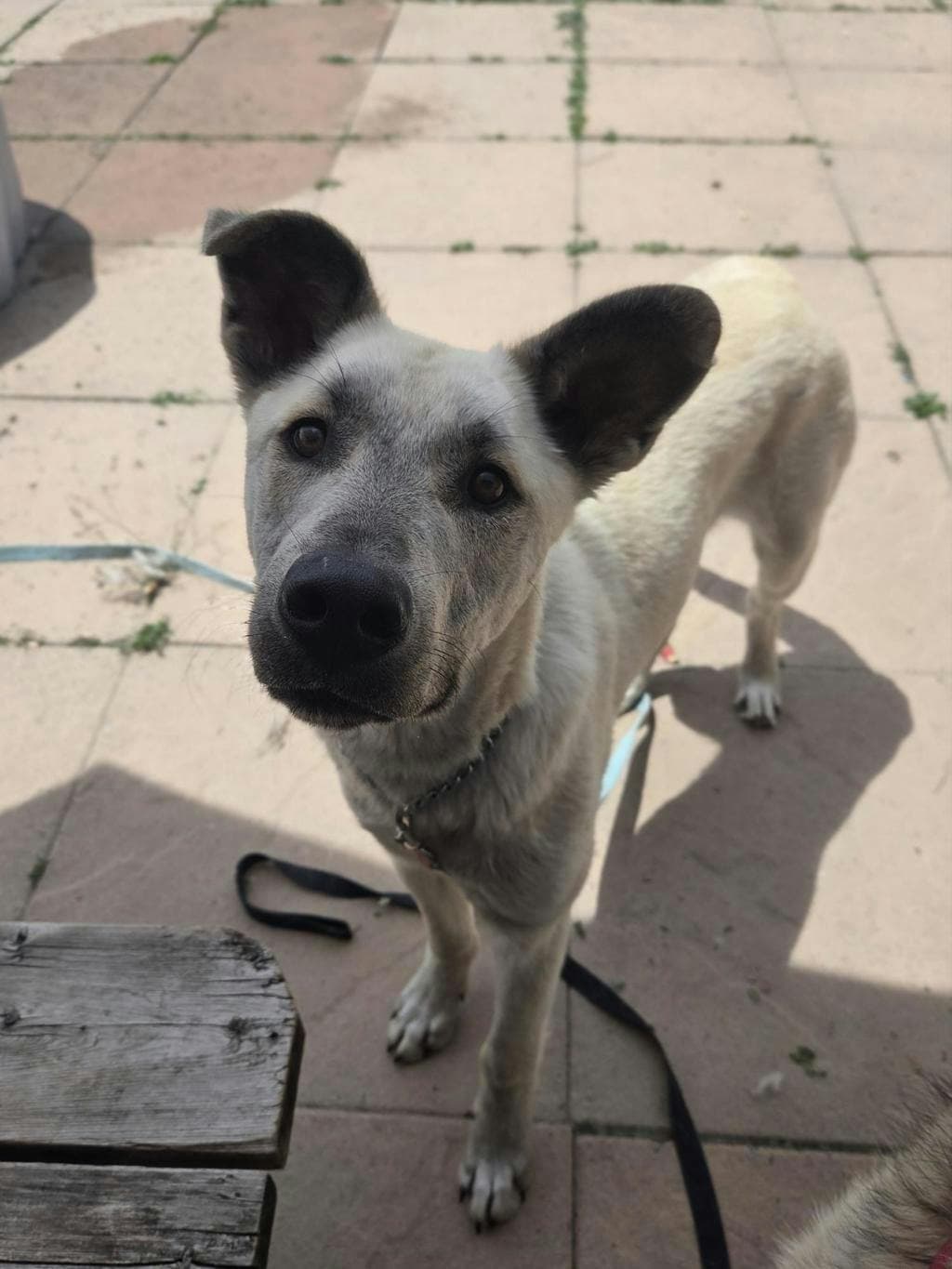 Gus - Shepherd available for adoption at Ontario SPCA (Toronto Area) in Toronto