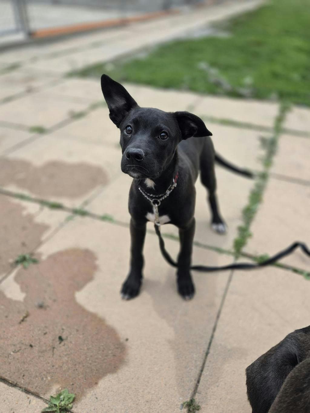 Knox - Labrador available for adoption at Ontario SPCA (Toronto Area) in Toronto