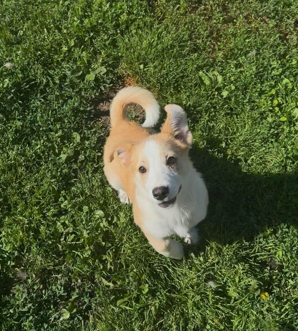 Mooncake - Husky Mixed available for adoption at Ontario SPCA (Toronto Area) in Toronto