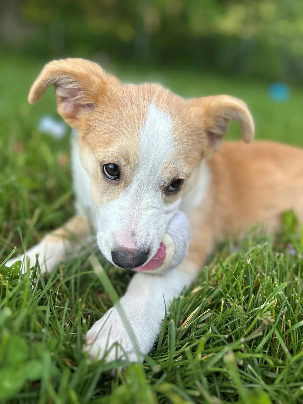 Mooncake - Husky Mixed available for adoption