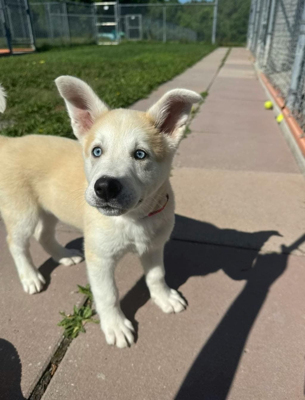 Egg Tart - Husky Mixed available for adoption at Ontario SPCA (Toronto Area) in Toronto