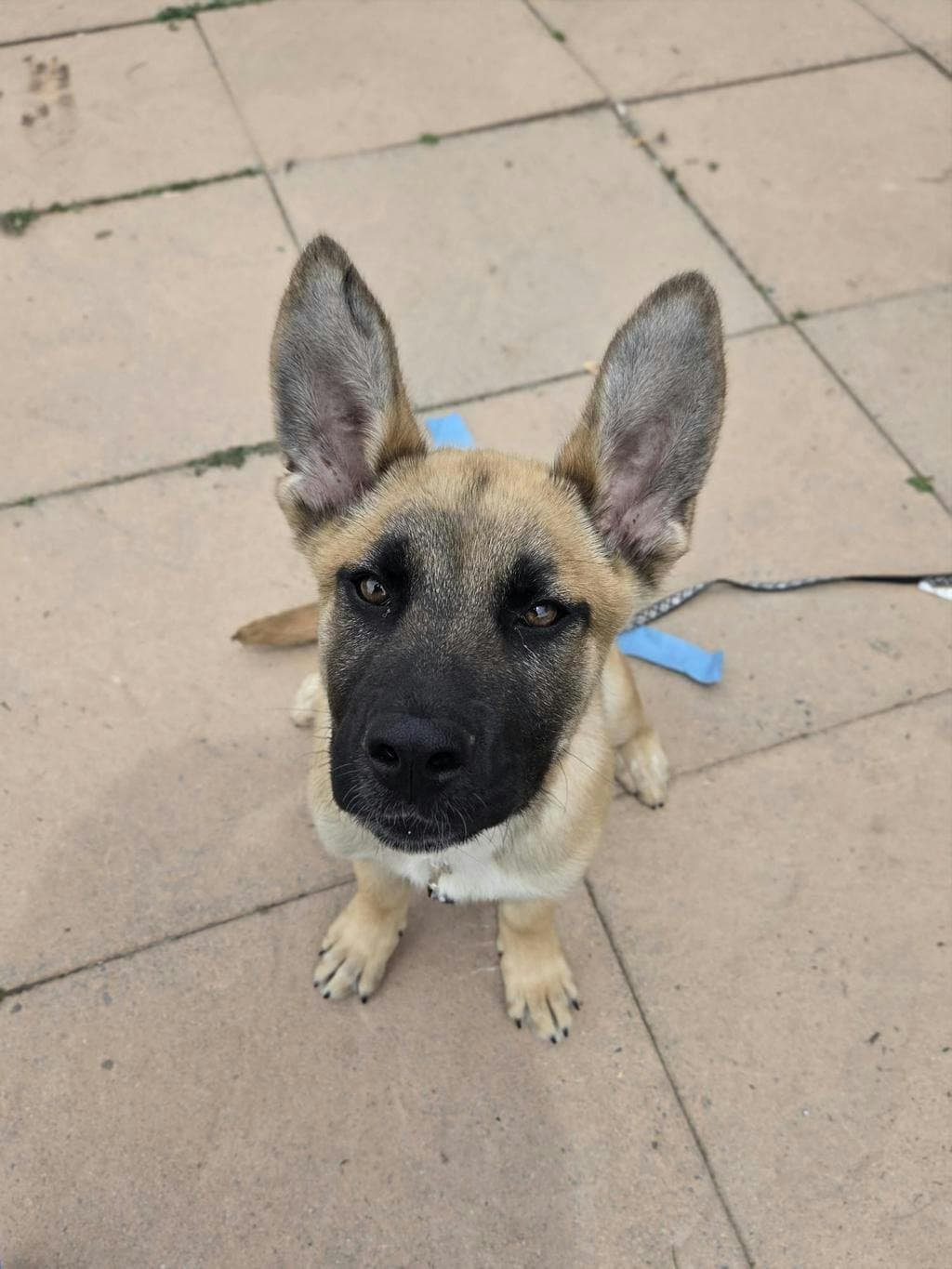 Dylan - Shepherd available for adoption at Ontario SPCA (Toronto Area) in Toronto