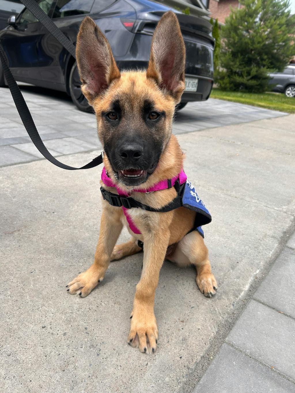 Dylan - Shepherd available for adoption