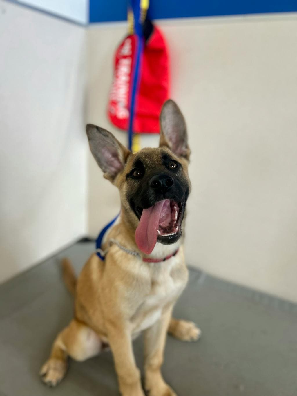 Dylan - Shepherd available for adoption