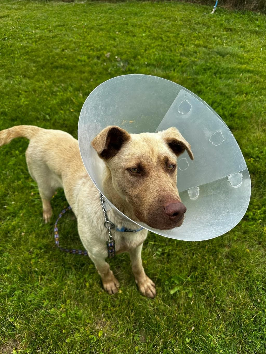 Squash - Shepherd available for adoption at Ontario SPCA (Toronto Area) in Toronto