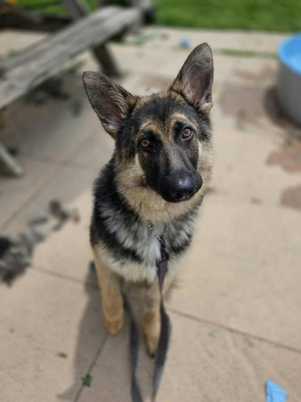 Taz - German Shepherd available for adoption at Ontario SPCA (Toronto Area) in Toronto