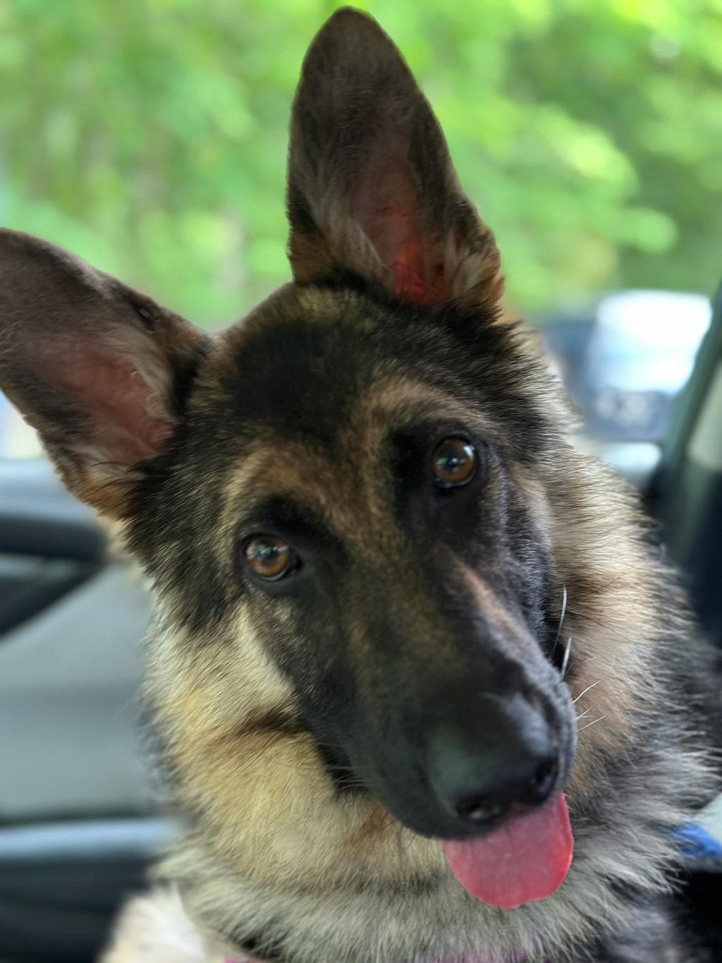 Taz - German Shepherd available for adoption at Ontario SPCA & Humane Society in Stouffville