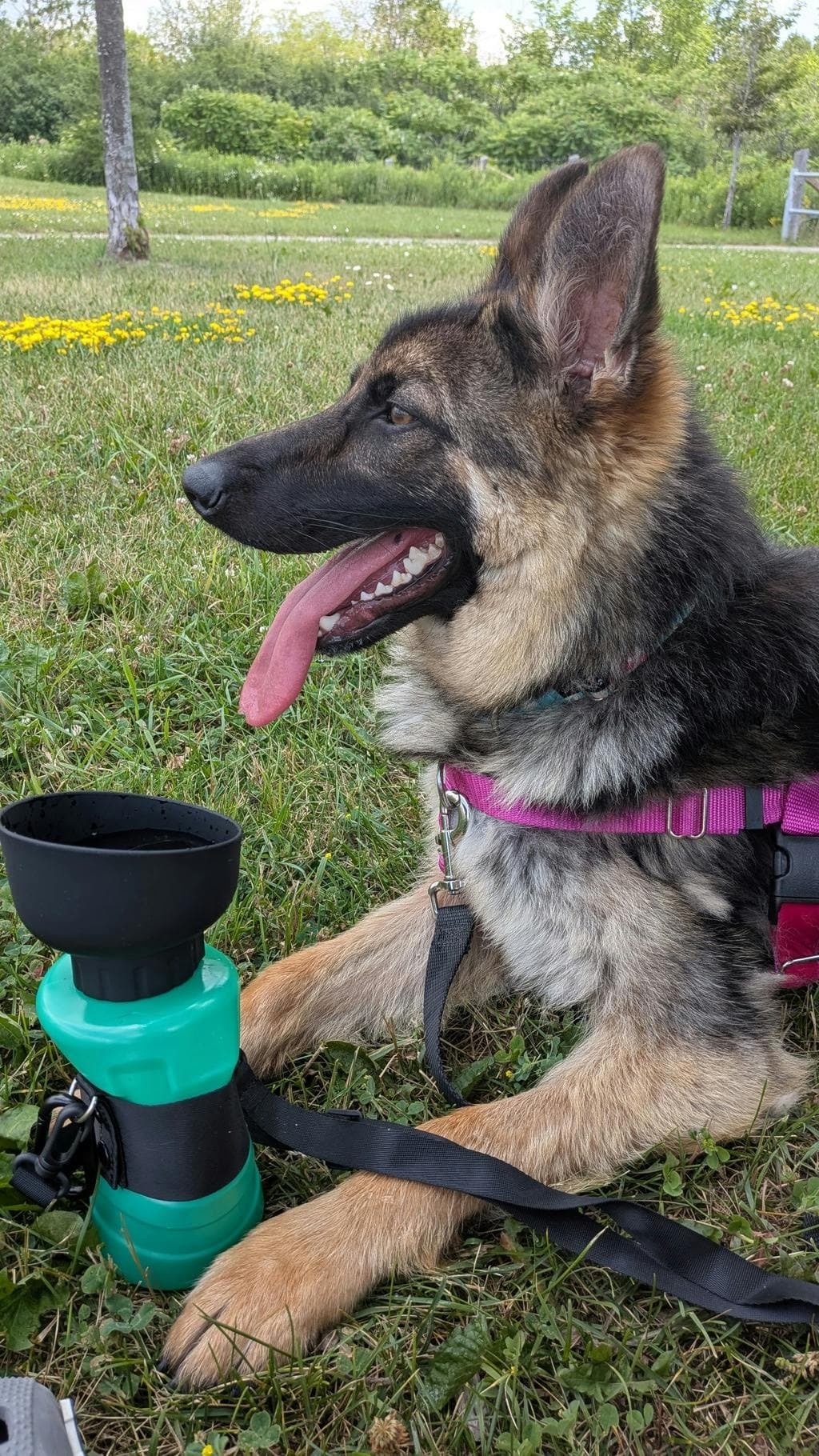 Taz - German Shepherd available for adoption