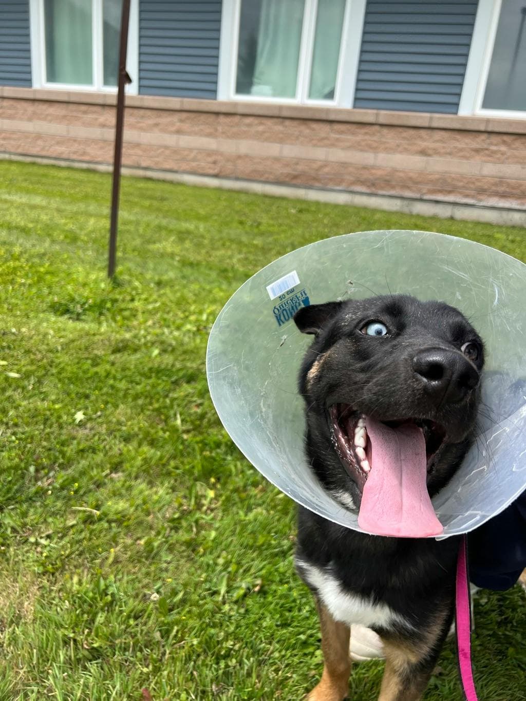 Fudgeo - Shepherd available for adoption at Ontario SPCA (Toronto Area) in Toronto