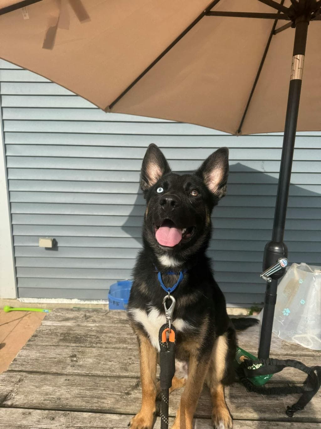 Fudgeo - Shepherd available for adoption