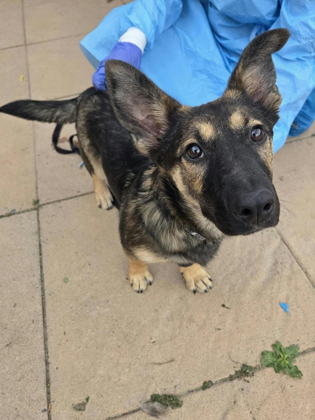 Smidge - Corgie available for adoption at Ontario SPCA (Toronto Area) in Toronto