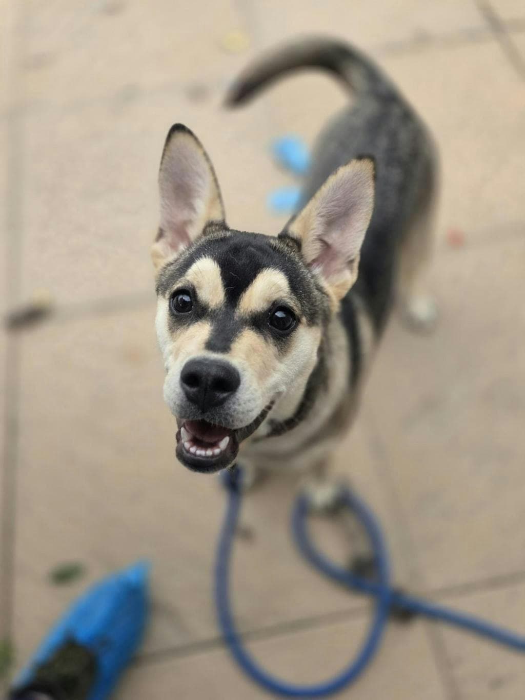 Fern - Husky Mixed available for adoption at Ontario SPCA (Toronto Area) in Toronto