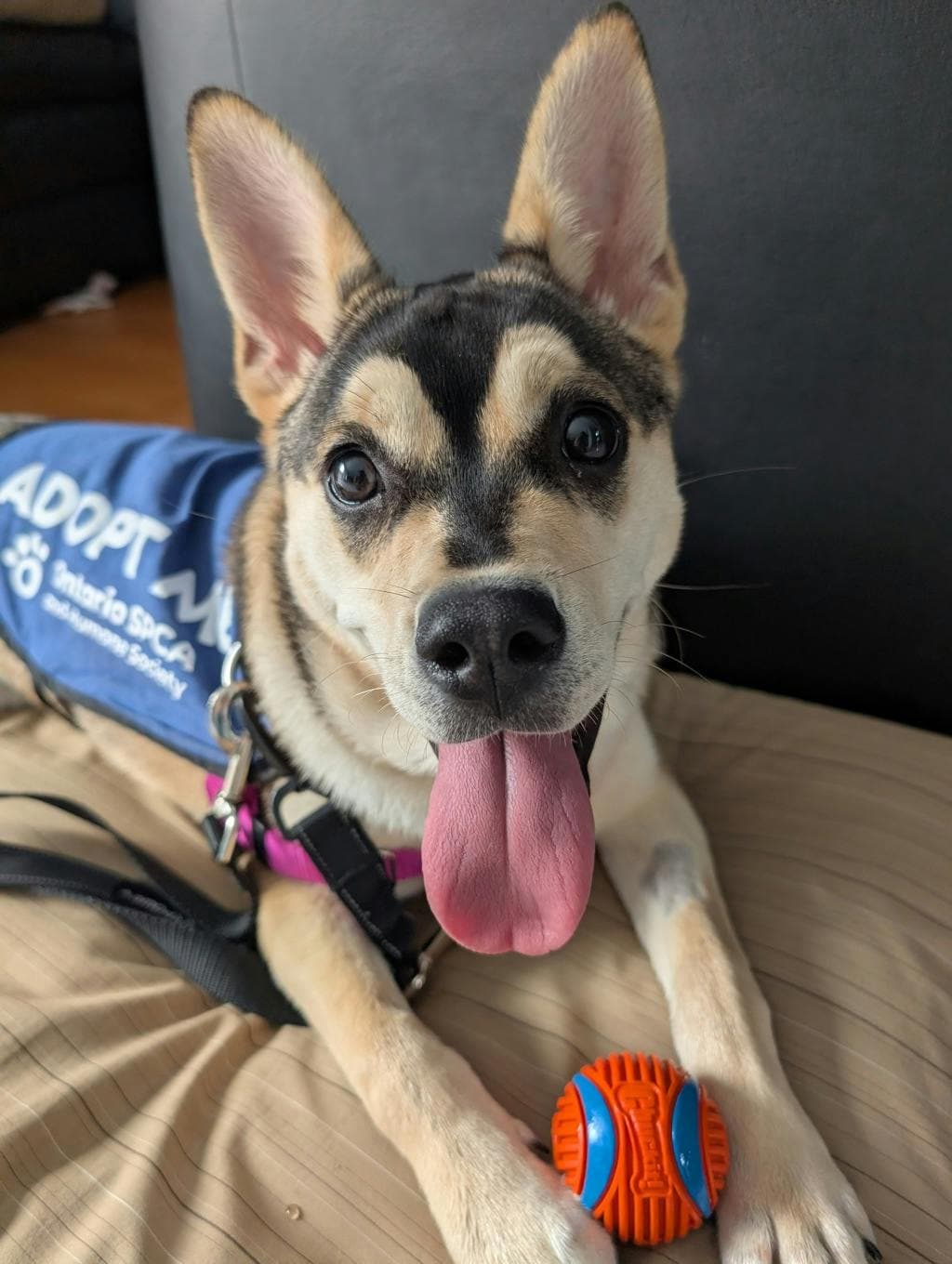 Fern - Husky Mixed available for adoption at Ontario SPCA & Humane Society in Stouffville