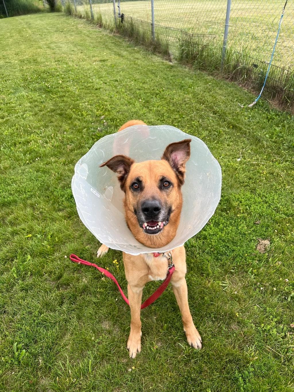 Kobe - Shepherd available for adoption at Ontario SPCA & Humane Society in Stouffville