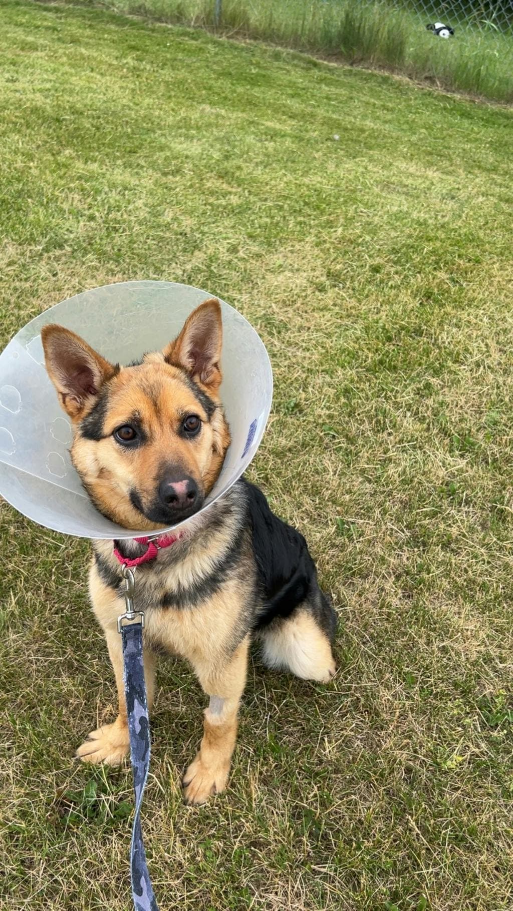 Avocado - Shepherd available for adoption