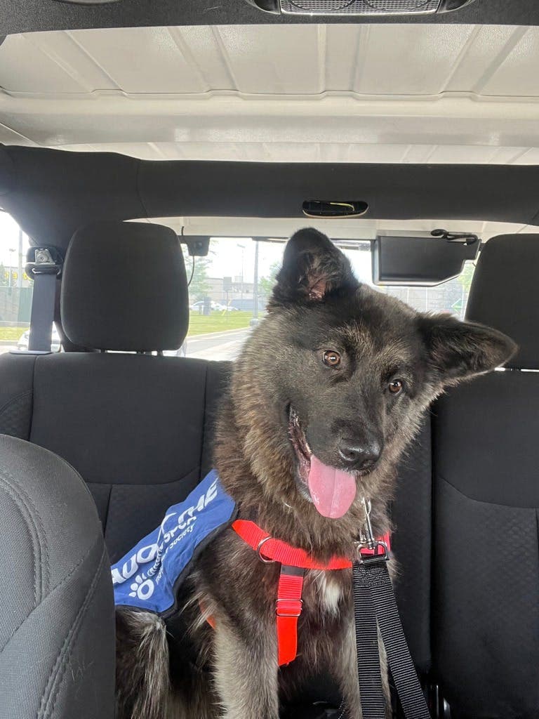 Jello - Shepherd available for adoption