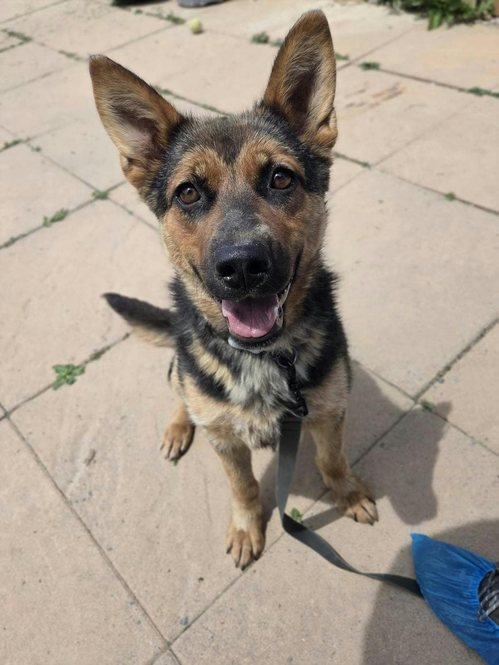 Tomato - Shepherd available for adoption