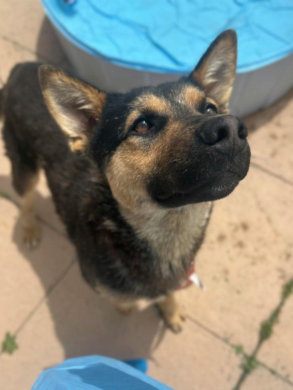 Dobby - Shepherd available for adoption at Ontario SPCA (Toronto Area) in Toronto