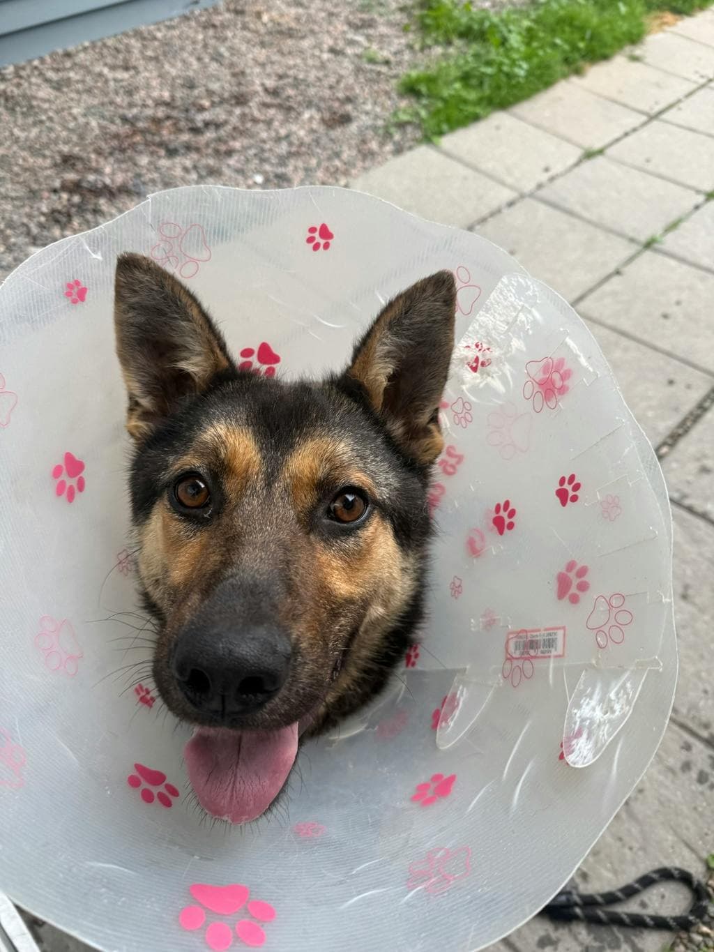 Pickles - Shepherd available for adoption at Ontario SPCA (Toronto Area) in Toronto